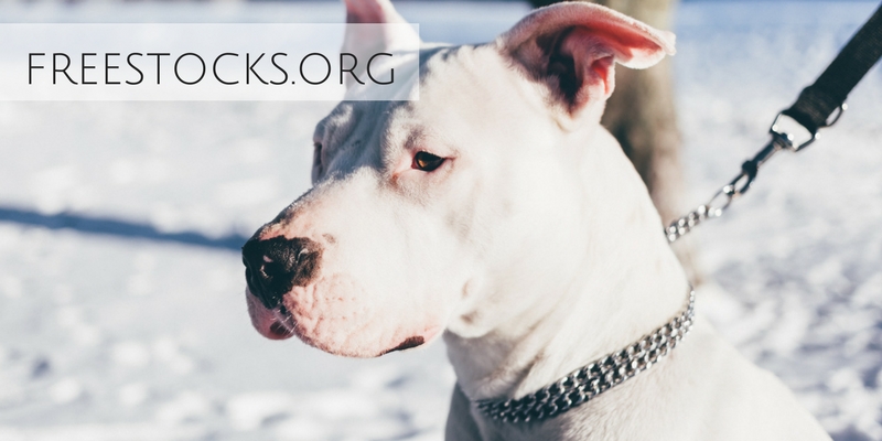Beautiful stock photograph of white pit bull in front of snow from Freestocks