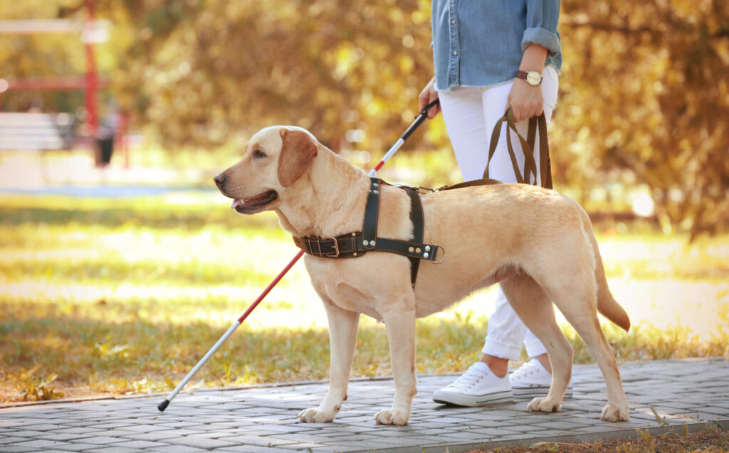 A person holding a red and white cane and walking with a golden retriever.